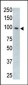 M TLR5 Antibody (N-term)